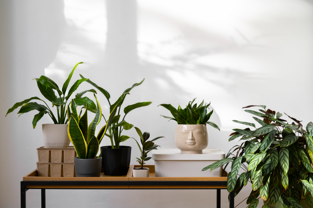 Ways to Purify your Apartment's Air Naturally
